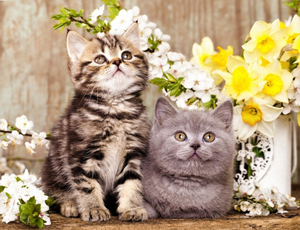 Алмазная мозаика Котята у цветочков 40х50 см 27 цветов 327805